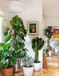 several potted plants are sitting on the floor in front of a white wall and wooden floors