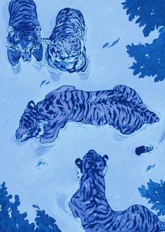 three blue tigers swimming in the water