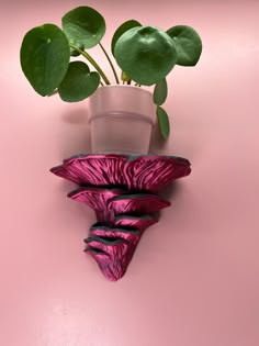 a potted plant sitting on top of a pink wall