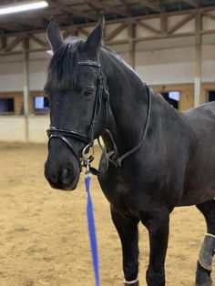 a black horse standing in an arena with its bridle tied to it's neck