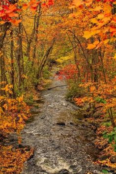 a stream running through a forest filled with trees covered in fall foliage and leaves on the ground