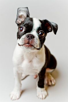 a small black and white dog is looking at the camera