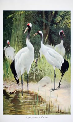 three white birds standing next to a body of water with trees and grass in the background