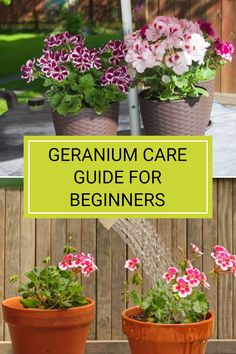 three potted plants with the words geranium care guide for beginners on them