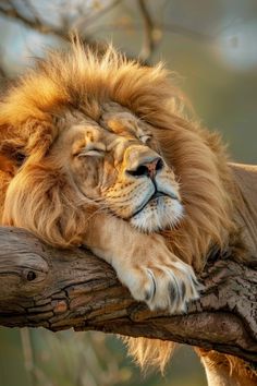 a lion laying on top of a tree branch with its eyes closed and it's head resting on the branch