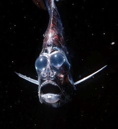 a fish with its mouth open and it's eyes wide open in the dark