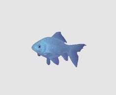 a blue fish is swimming in the water