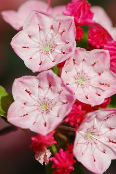 pink and white flowers with green leaves in the background