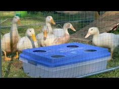 several ducks in a cage with plastic containers