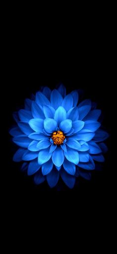 a blue flower is shown in the dark