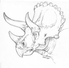 a pencil drawing of a rhinoceros head