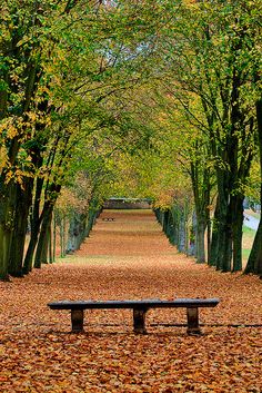 an empty park bench in the middle of trees with leaves on the ground around it