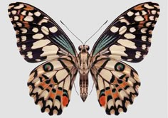 an orange and black butterfly on a white background