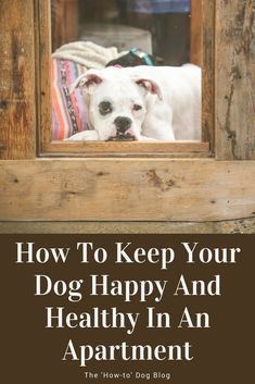 a white dog looking through a window with the words how to keep your dog happy and healthy in an apartment