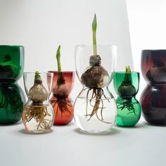 several vases with plants in them sitting on a white surface, one is filled with water and the other has roots