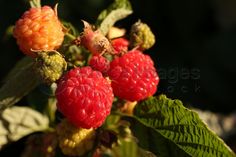 raspberries growing on the tree with green leaves