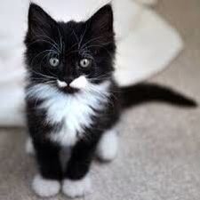 a black and white kitten sitting on the floor next to a sign that says pace - r - day