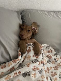 a brown dog laying on top of a bed under a blanket