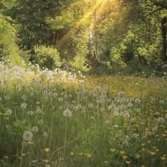 the sun shines brightly through the trees and grass in this field full of dandelions