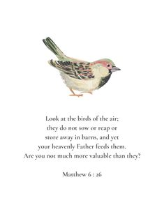 a bird sitting on top of a white wall next to a quote from the book look at the birds of the air they do not sow or recap