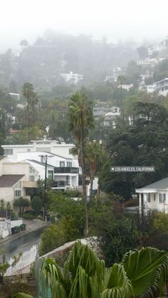 a view of houses and palm trees on a foggy day