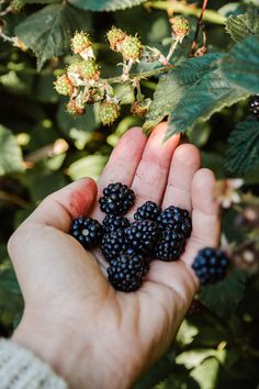 a person holding some blackberries in their hand