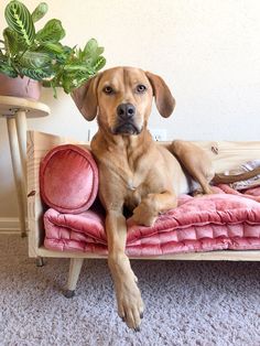 a brown dog laying on top of a pink couch next to a potted plant