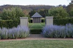 a garden with purple flowers and bushes in the foreground