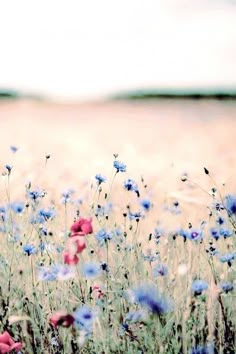 a field full of blue and red flowers