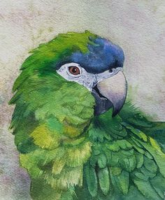 a watercolor painting of a green parrot with blue and yellow feathers on it's head