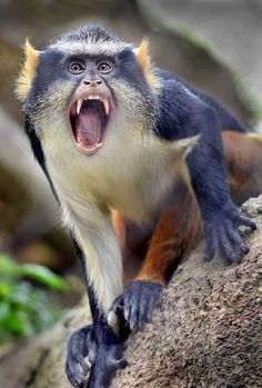 a monkey with its mouth open on a rock