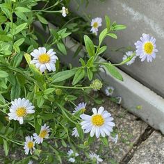 some white and yellow flowers are growing in the ground next to a cement block wall