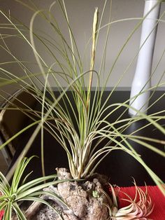 an air plant sitting on top of a red cloth next to a white vase filled with flowers