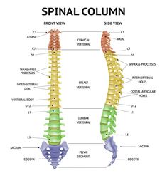 an image of the back and side view of a spiral column with labels on it