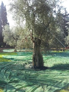 an olive tree in the middle of a field covered with green grass and algaes