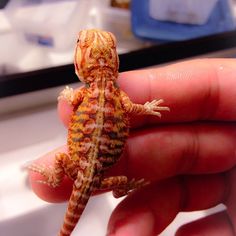 a small orange and yellow gecko sitting on top of a persons hand in front of a mirror