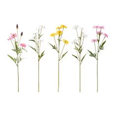 four different types of wildflowers are shown in the same row on a white background