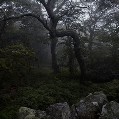 a forest with rocks and trees in the fog