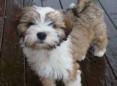 a small brown and white dog standing on top of a wooden floor