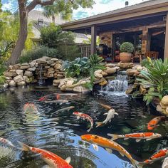 a pond filled with lots of fish next to a house