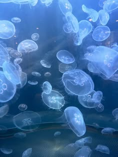 many jellyfish are swimming in an aquarium