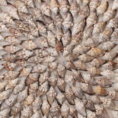 many seashells are gathered together in a circular pattern on a piece of fabric