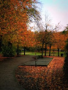 an empty park with lots of leaves on the ground and trees in fall colors around it