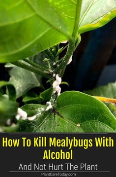 how to kill mealybugs with alcohol and not hurt the plant is bad