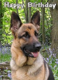 a german shepherd dog sitting in the woods with its tongue out and happy birthday card