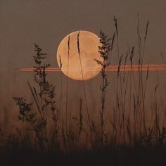 the full moon is seen through some tall grass in front of a body of water