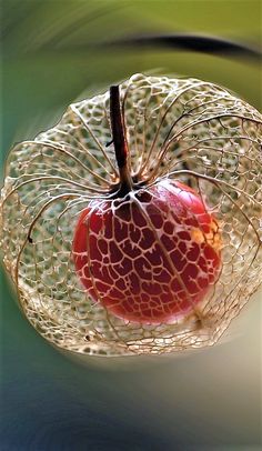 an apple is sitting on top of a piece of filigreet netted material