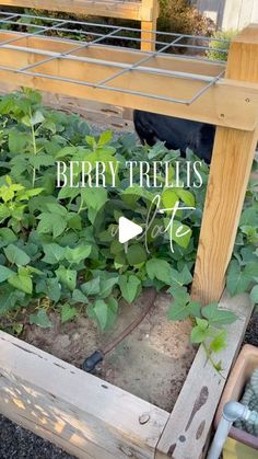 a wooden bench sitting in the middle of a garden filled with lots of green plants