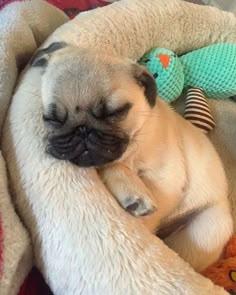 a small pug sleeping in a dog bed with a stuffed animal on it's back