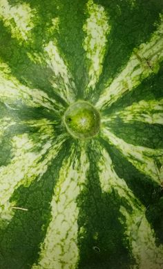 a large green and white watermelon is shown